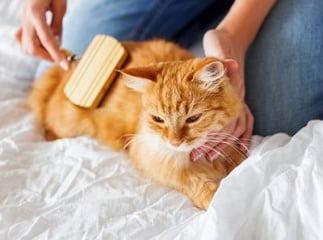 chat brosse